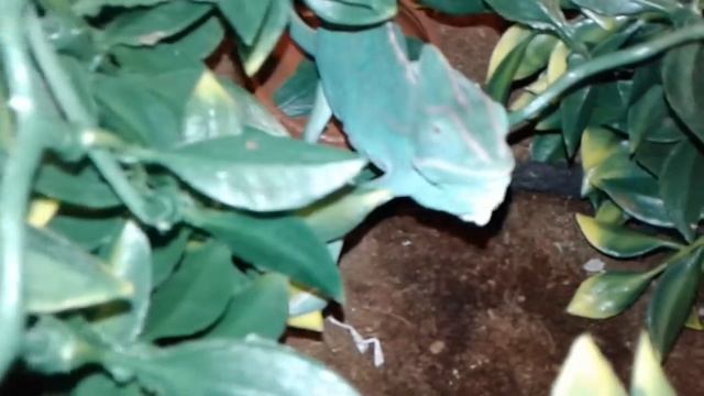 Charlie The Chameleon Eating a Cricket смотреть онлайн