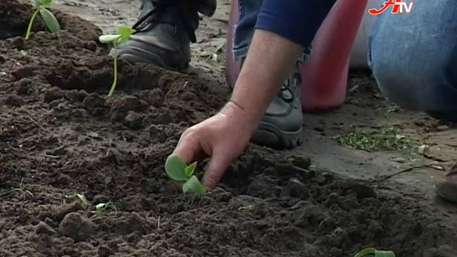 Нивка. Сезон 3. Випуск 4 смотреть онлайн