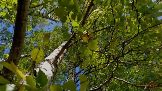 Феста Актив - газированный напиток на чаге с фруктозой смотреть онлайн