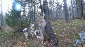 Охота на соболя и лося с Лайками