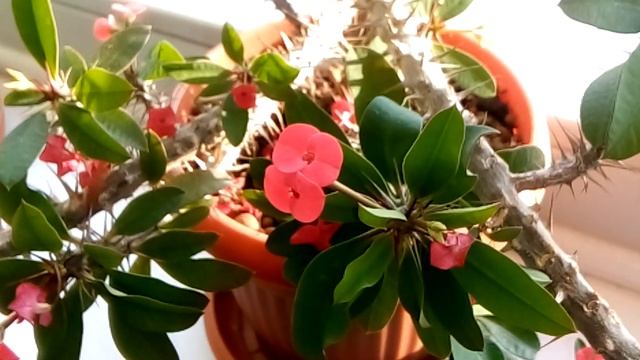 МОЛОЧАЙ МИЛЯ уход в домашних условиях/ЭУФОРБИЯ МИЛЯ. смотреть онлайн