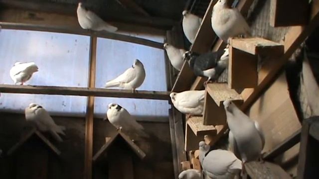 Пермские гривуны. смотреть онлайн