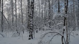 Охота с лайками на лося, добыл мяса на зиму
