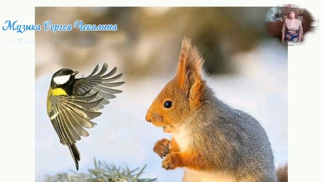 Животные зимой Музыка Сергея Чекалина смотреть онлайн