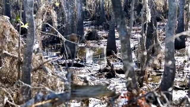 Самі страшні і небезпечні болота світу !!! смотреть онлайн