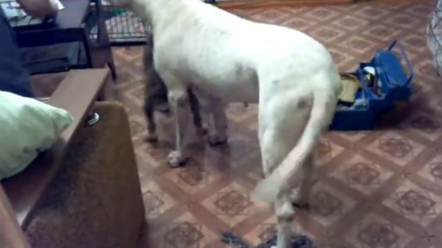 Ценный Приз Фурор 3,5 мес.и старшая подруга. смотреть онлайн