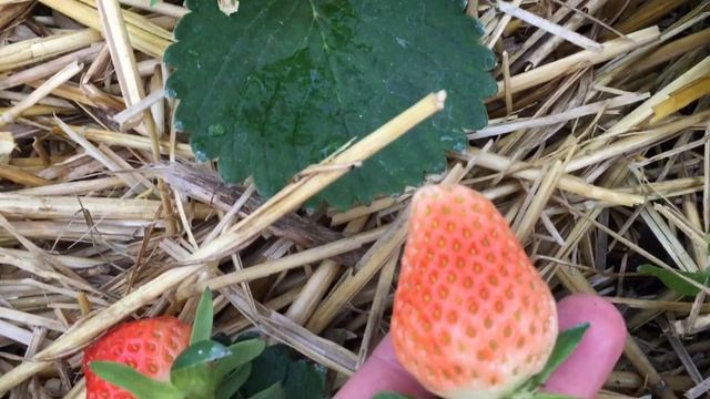 КЛУБНИКА!ЭКСПЕРИМЕНТ УДАЛСЯ! Домашняя, супер ранняя! 13 мая! смотреть онлайн