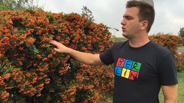 Pyracantha coccinea 'Orange Glow' - Narancssárga bogyójú tőztövis sövény смотреть онлайн