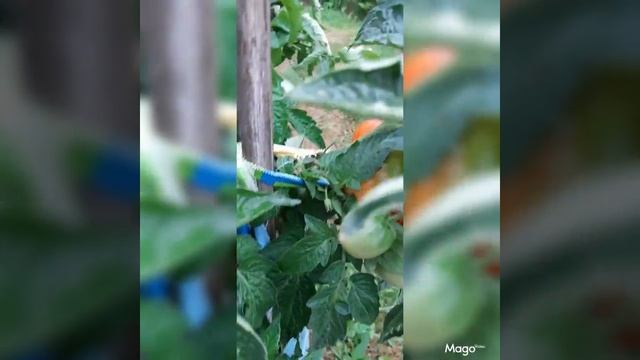 Выращивание томатов в бочке. смотреть онлайн