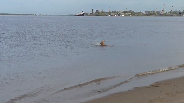 Лабрадорчик-камнелов архангельский. смотреть онлайн