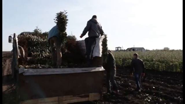 Плодовка - интернет-магазин плодовых саженцев смотреть онлайн