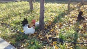 куры карликовой породы