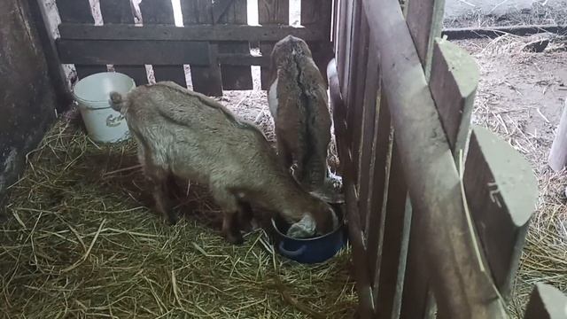 Новые жители в хозяйстве. рацион кормления моих козлят в 1,5 месяца смотреть онлайн