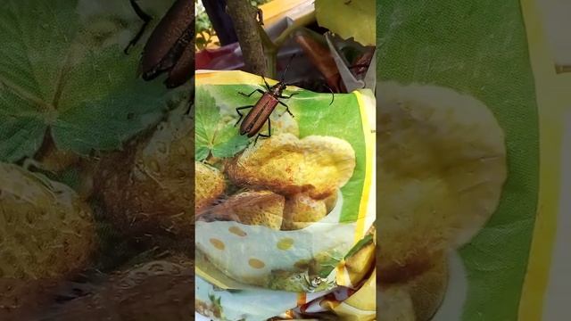 жук усач мускусный умывается смотреть онлайн