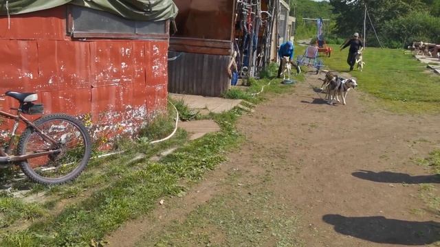 Камчатка. Питомник ездовых собак "Снежные псы". смотреть онлайн