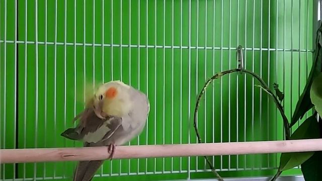 Funny Cockatiel Day 9. Life of Cockatiel. Vita da calopsitta. Жизнь кореллы смотреть онлайн