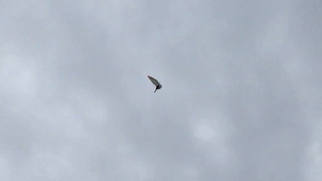 Строительные Нарративы