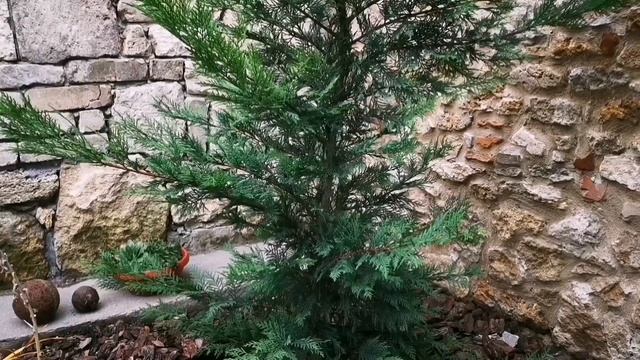 Кипарисовик Лейланда --самый #быстрорастущий_хвойник смотреть онлайн