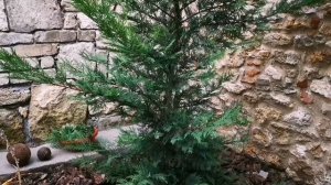 Кипарисовик Лейланда --самый #быстрорастущий_хвойник