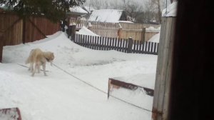 Вязка собак