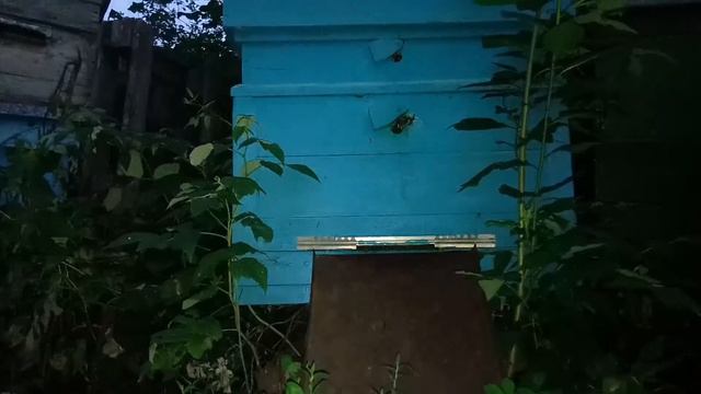 Одна ночь из жизни пчел. Time lapse. смотреть онлайн