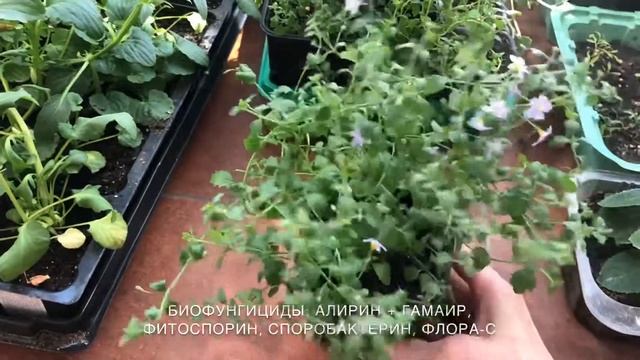 Как вырастить БАКОПУ из семян! смотреть онлайн