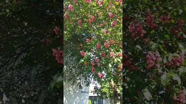 Какие каштаны съедобные. смотреть онлайн