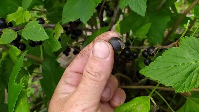 Смородина Тісель. смотреть онлайн