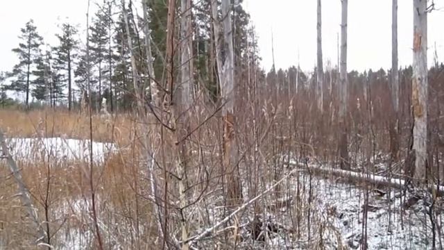 в Новый Год за зайцами смотреть онлайн