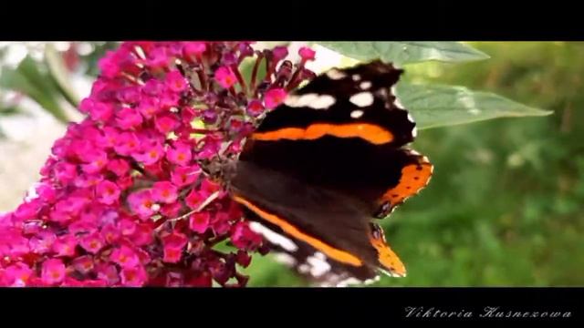 ?????Magic Butterflies and saxophone - Бабочки и саксофон.Волшебная мелодия саксофона ... смотреть онлайн