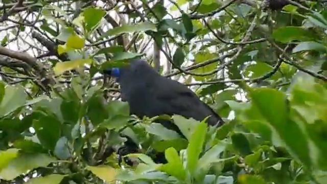 Rare Birds: Kokako. Новозеландский скворец (481sp) смотреть онлайн