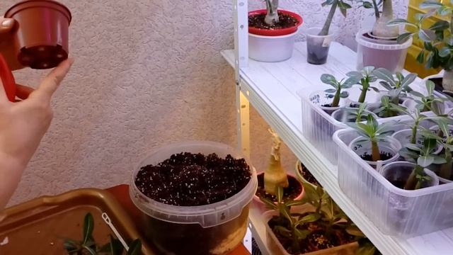 09. Адениумы. Пересаживаем укоренённый черенок и формируем корни смотреть онлайн