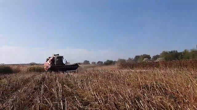 ПАЛЕССЕ.Уборка подсолнуха комбайн GS812 смотреть онлайн