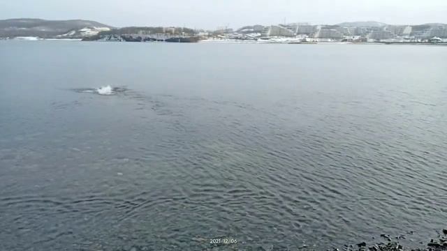 зимнее плавание морж остров русский смотреть онлайн