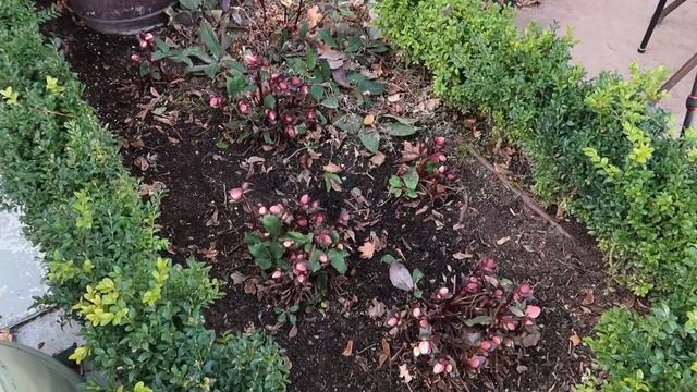 Pruning Clematis, Flower Bed Cleanup, Planting Stock & Mini Hellebore Tour! 🥰💚 смотреть онлайн