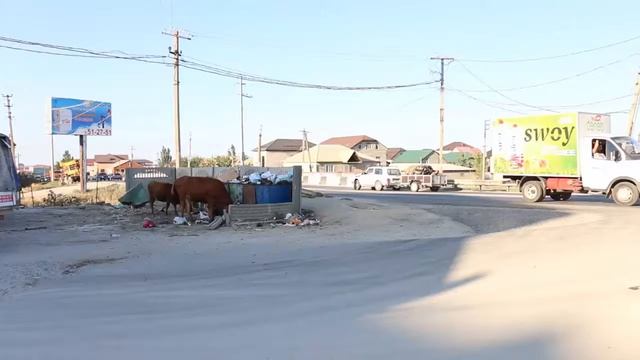 Рейд по отлову бродячих коров смотреть онлайн