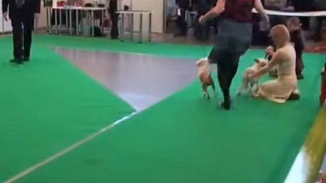 Ринг КХС Акана 2011 часть 2 смотреть онлайн