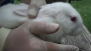 Определение пола у кроликов 1 месяц и 6 месяцев