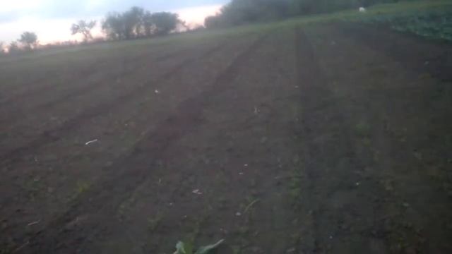 Рання Морква на 4 Травня смотреть онлайн