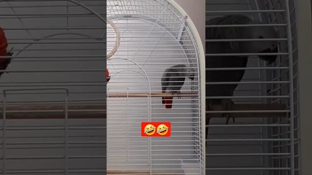 Parrot Jaco talks to itself. Learning to speak. Talking parrot смотреть онлайн