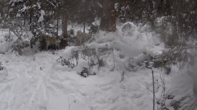 Промысел соболя 9 серия Лайка поймала соболя на дереве. Чуть не упустили соболька. смотреть онлайн