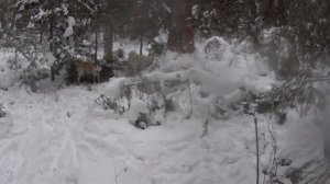 Промысел соболя  9 серия Лайка поймала соболя на дереве. Чуть не упустили соболька.