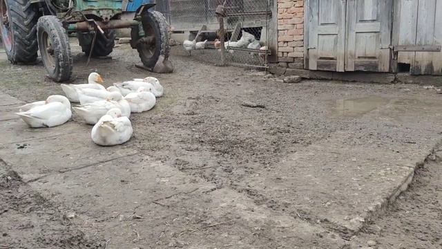 чому кози абортірують смотреть онлайн