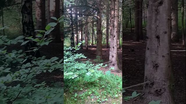 Августовский привет от белки Кисловодска