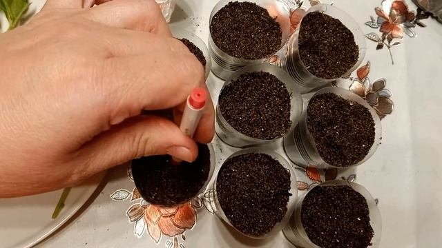 Черенкование петунии осенью. Как сохранить петунию зимой. Мой первый опыт. смотреть онлайн