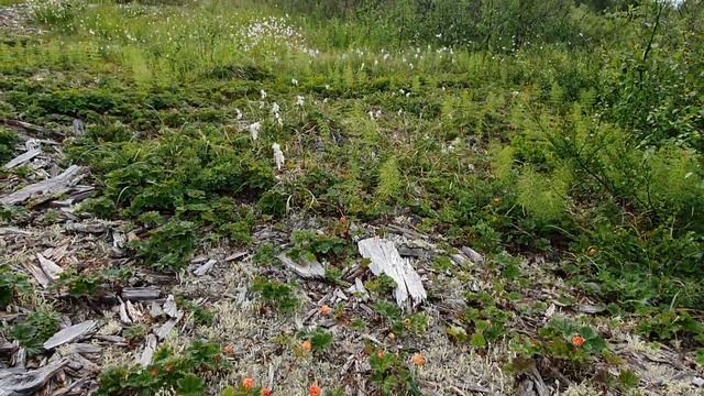 Морошковый край смотреть онлайн