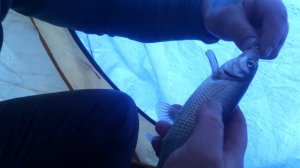 Корюшка на реке Сясь 2017.01