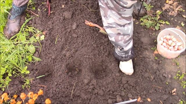 Подготовка и посадка озимого (зимнего) чеснока. смотреть онлайн