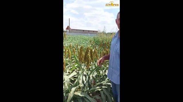 Сорго, суданская трава, кукуруза, дайкон по прямому посеву. Опыты профессора Н.А. Зеленского. смотреть онлайн