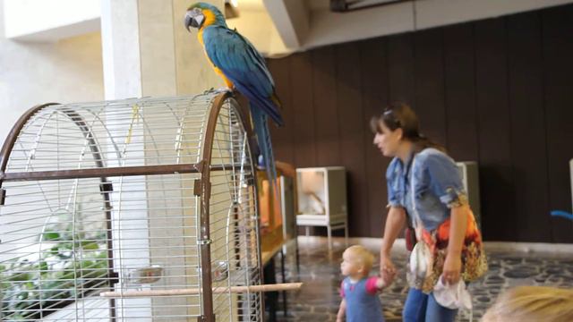 Выставка экзотических животных «Мир обезьян и змей» (2) смотреть онлайн